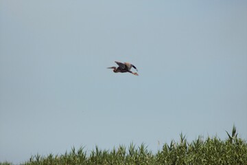 Vylkove, Ukraine: The Danube Biosphere Reserve