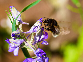 Hummel fliegt zum Rittersporn