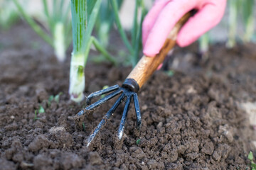 Tool Hoe In Hand In Glove Loosen Ground On Vegetable Garden Close Up.