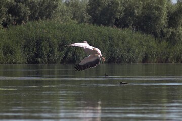 Vylkove, Ukraine: The Danube Biosphere Reserve
