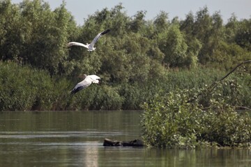 Vylkove, Ukraine: The Danube Biosphere Reserve
