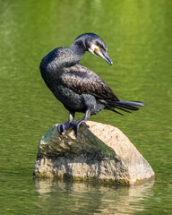 Indian cormorant stands on a stone in a pond