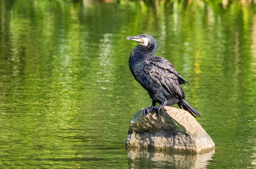 Indian cormorant stands on a stone in a pond