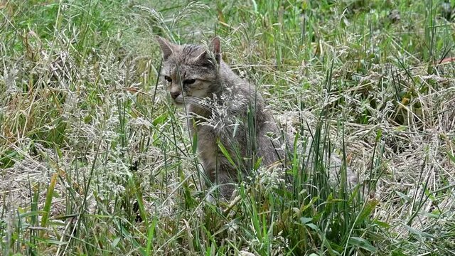 Hunting European wildcat / wild cat (Felis silvestris silvestris) sitting hidden in tall grass of meadow in summer and looking around for prey