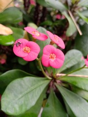 Closeup shot of Euphorbia flower with an ant on it.