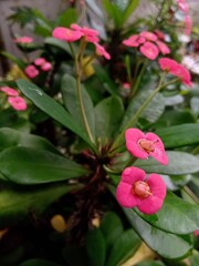 Closeup shot of Euphorbia flowers.