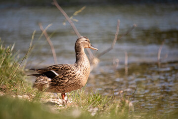 Beautiful brown duck standing on the edge of the river, looking into the distance. Warm summer day on the river Cetina