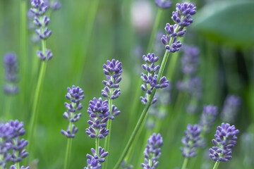 Lavender flowers in the field, garden. Soft focus. Nature wallpaper, background.