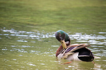 Cute brown duck with a green head cleaning itself, beak stuck in its wings as. Preening her feathers to position them correctly