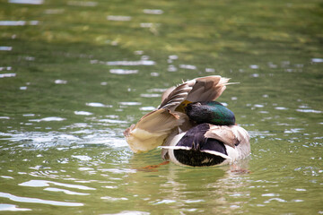 Cute brown duck with a green head cleaning itself, beak stuck in its wings as. Preening her feathers to position them correctly