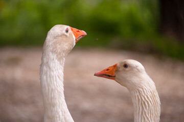 Two heads of white goose touching, looking at each other. Summer day at the river. Goose are known for spending their lives together.