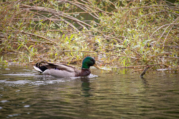Cute typical brown duck with green head swimming in the river Cetina, green bush and grass behind it