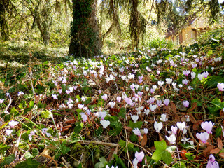 Bank of pink and white cyclamen growing wild in a woodland area