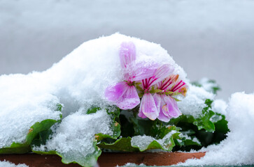 Geranio rosa fiorito sotto la neve