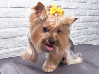 Yorkshire Terrier with a beautiful haircut looks cute into the lens.
