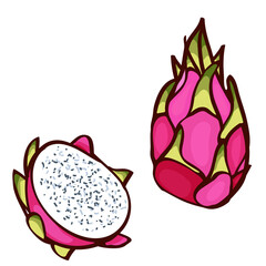 Pink dragon fruit. pitaya for healthy lifestyle. whole fruit and half. Exotic fruits on isolated on white. Hawaiian food. Healthy eating Trendy vector illustrated summer fruit. Beautiful design.
