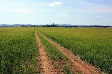 Fototapeta na wymiar Dirt road in a green field