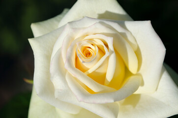 Obraz premium Rosa color crema