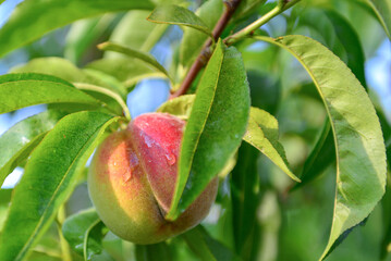 Apricots and peaches grow on a branch in the garden