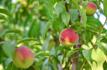 Apricots and peaches grow on a branch in the garden