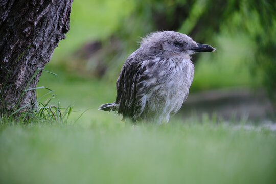 Young Gull With Gray Feathers Looks Straight Towards The Camera, With The Wind Slowly Blowing Its Feathers While It Rests On Green Grass. Close Up Shot, Side Profile.