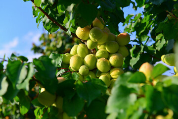 Apricots and peaches grow on a branch in the garden