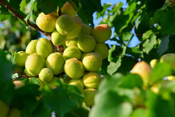 Apricots and peaches grow on a branch in the garden