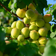 Apricots and peaches grow on a branch in the garden