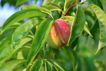 Apricots and peaches grow on a branch in the garden