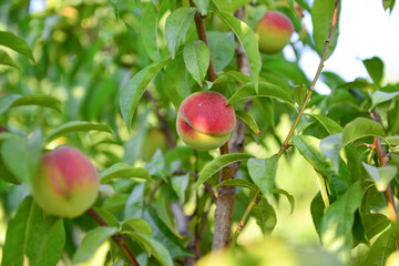 Apricots and peaches grow on a branch in the garden