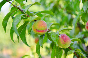 Apricots and peaches grow on a branch in the garden