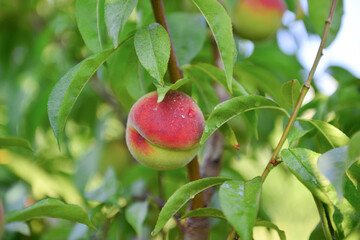 Apricots and peaches grow on a branch in the garden