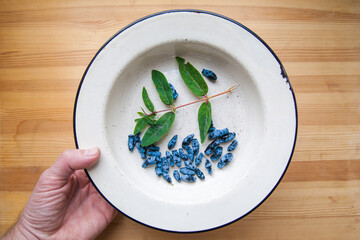 honeysuckle berries, green leaves in a white plate on a background of wood