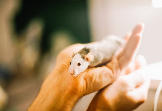 Little rat at home , lovely portrait
