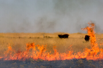 Black cows on the pasture surrounded by burning dry grass during summer heat wave