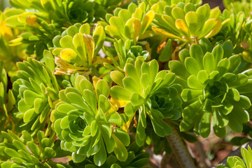 Aeonium