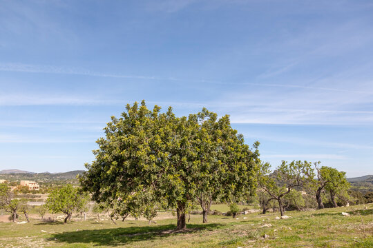 Steineiche (Quercus ilex)