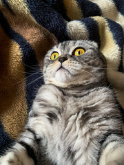 Naklejka na ściany i meble Selfie scottish fold cat. Scottish fold cat. The cat lies on the bedspread. Beautiful scottish fold cat. Funny cat.