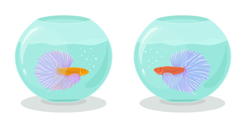 Naklejka premium Two aquariums with fighting siamese fishes in flat style. Vector hand drawn illustration of betta or cockerel fishes swimming in an aquarium.