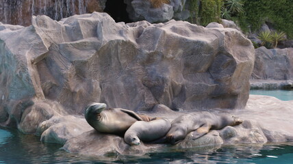 Seals