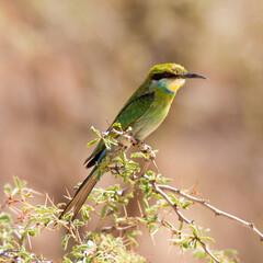 Swallow-tailed Bee-eater perched in the Kgalagadi Park, Kalahari desert, South 
Africa