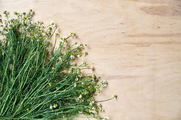 Tiny white camomiles with green stems scattered on wooden table. Natural background picture of wild flowers. Nature protection concept. Ecological texture for poems, letters, romantic notes.