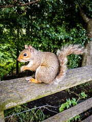 squirrel in a park