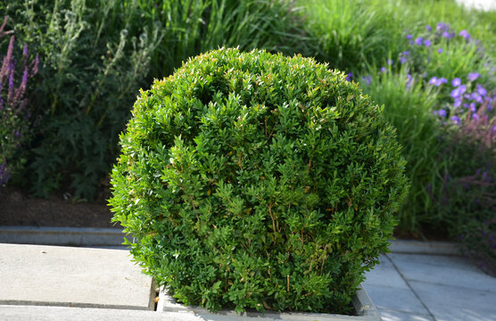  evergreen shrub or tree with small leaves, native to the Mediterranean. It is cut into the shape of a green sphere in a concrete pot with small leaves