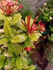 Ixora flower buds with beautiful light yellow green colored leaves.