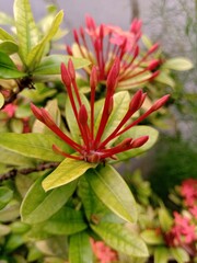 Ixora flower buds with light yellow green colored leaves.