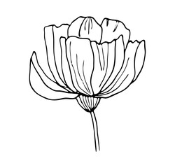 Hand-drawing poppy flower isolated on white background vector illustration. Black outline floral element for botanical design.