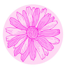 Hand-drawing chamomile isolated on white background vector illustration. Pink wild flower element for design.