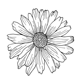 Hand-drawing chamomile isolated on white background vector illustration. Black outline wild flower element for design.