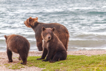 Bear in summer on the lake walks with cubs in sunny weather.